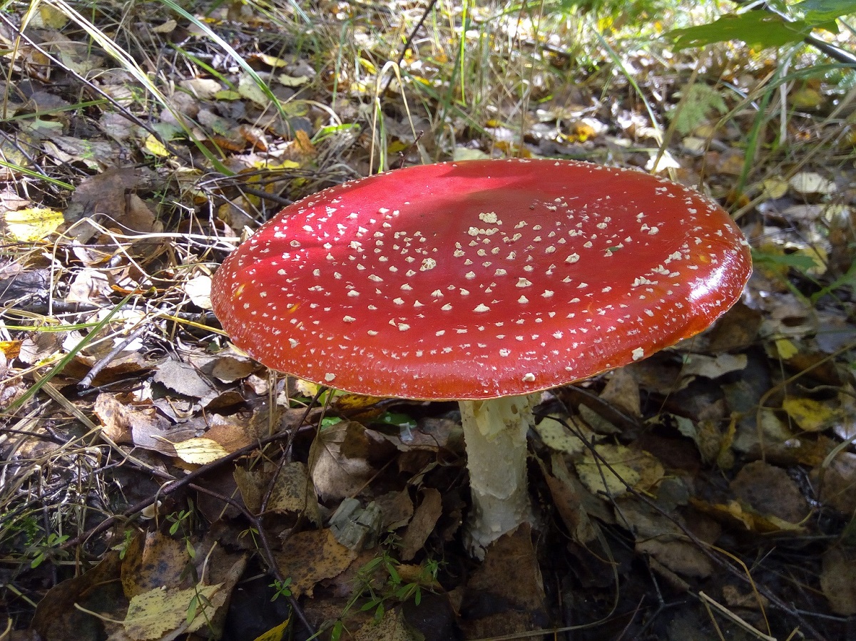 Самый красивый из всех грибов - это красный мухомор!